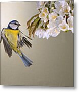 Blue Tit And Cherry Blossom Metal Print