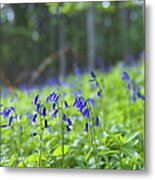 Bluebells In Woodland In The Cotswolds Metal Print