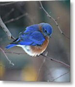 Bluebird In Winter Metal Print
