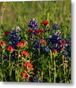 Bluebonnets And Indian Paintbrush Metal Print