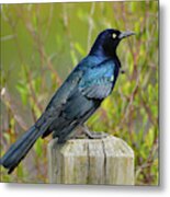 Boat Tailed Grackle Metal Print