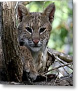 Bobcat Metal Print