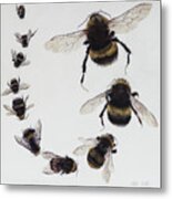 Bombus Metal Print