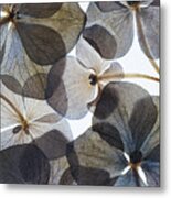 Botanical #21 Metal Print