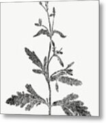 Botanical Imprint Iii Metal Print
