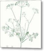 Botanical Study In Sage Iv Metal Print