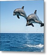 Bottle Nosed Dolphins Tursiops Metal Print