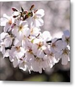 Bradford Pear Blossoms Metal Print