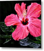 Bright Red Hibiscus Metal Print