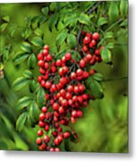 Bright Red Nandina Berries On Green Leaves 1 Metal Print