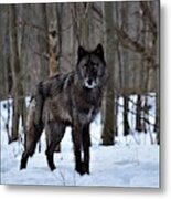 Alpha Wolf On Guard Metal Print