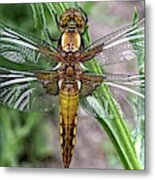 Broad Bodied Chaser Metal Print