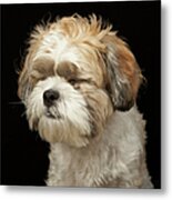 Brown And White Shih Tzu With Eyes Metal Print