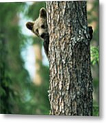 Brown Bear Cub In Tree Ursus Arctos Metal Print