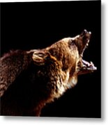 Brown Bear Ursus Arctos Roaring, Side Metal Print