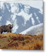 Brown Bear Metal Print