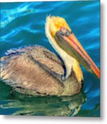 Brown Pelican - North American Bird Of The Pelican Family Metal Print