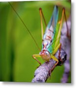 Bug Study Eighteen Metal Print