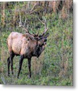 Bugling Elk #1 Metal Print