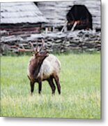 Bull Elk, Great Smoky Mountains National Park Metal Print