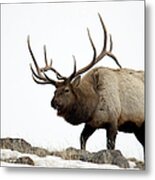 Bull Elk Approaching Metal Print