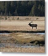 Bull Elk In A Landscape Metal Print