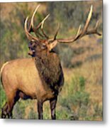 Bull Elk In Rut Bugling Yellowstone Wyoming Wildlife Metal Print