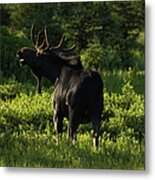 Bull Moose In Morning Light Metal Print