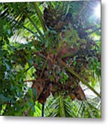 Bunch Of Coconuts Metal Print