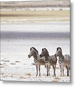 Burchells Zebra Equus Burchelli Metal Print