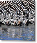 Burchells Zebras Drinking From A River Metal Print