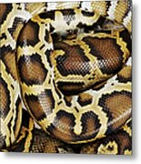 Burmese Python, Close Up, Overhead Metal Print
