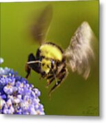 Busy As A Bumblebee Metal Print