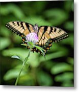 Butter Fly Metal Print