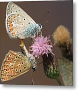 Butterflies Copulation Metal Print