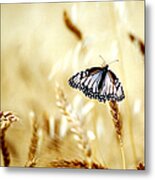Butterfly In The Fields - Quinoa - Peru Metal Print