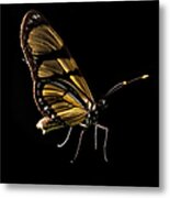 Butterfly Isolated On Black, Ubajara Metal Print