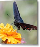 Butterfly On Marigold 3246 Metal Print