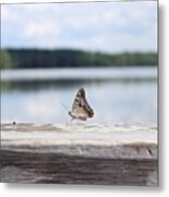 Butterfly On Railing Metal Print