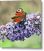 Butterfly On The Buddleia Metal Print