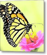 Butterfly's Embrace Metal Print