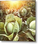 Cabbage Field At Sunset Metal Print