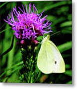 Cabbage White And Purple Metal Print
