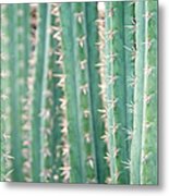 Cacti Echinopsis Pachanoi Metal Print