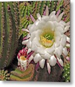 Cactus Blossom 3 Metal Print