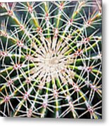 Cactus Ferocactus Histrix, Overhead View Metal Print
