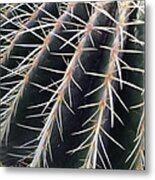 Cactus Metal Print