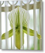 Caged Beauty Metal Print