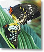 Cairns Birdwing Butterflies - Intimacy Metal Print