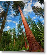 California Red Woods Metal Print